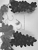 Vitis%20vinifera%20%27SV30-14-12%27