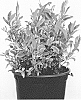 Leucothoe%20hybrid%20%27RANT01%27