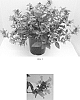 Nepeta%20hybrid%20%27Balneplud%27