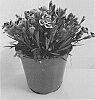 Dianthus%20sp.%20%27KLEDG19410%27