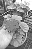 Pelargonium%20x%20hortorum%20%27Hughes%20Gold%27