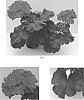 Pelargonium%20x%20hortorum%20%27TOSTD0342%27