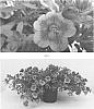 Calibrachoa%20hybrida%20%27CBRZ0026%27