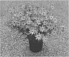 Coreopsis%20hybrid%20%27Sweet%20Tart%27