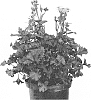 Ligularia%20dentata%20%27Little%20Golden%20Ray%27