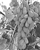 Vitis%20vinifera%20%27SV27-104-114%27