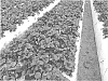 Fragaria%20ananassa%20%27PE-7.2054%27