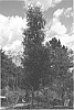 Ulmus%20parvifolia%20%27DavesStraightUp%27