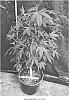 Cannabis%20hybrid%20%27RASPBERRY%20PUNCH%27