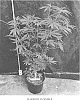 Cannabis%20hybrid%20%27RAINBOW%20GUMMEEZ%27