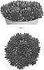 Sempervivum%20arachnoideum%20%27Belsemred1%27