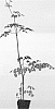 Thalictrum%20petaloideum%20%27Ghent%20Ebony%27