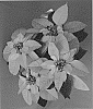 Euphorbia%20pulcherrima%20Willd.%20%27PER1549%27