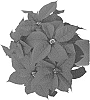 Euphorbia%20pulcherrima%20Willd.%20%27Dopoinatla%27