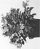 Phlox%20paniculata%20%27IFPHLFRS%27