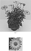 Osteospermum%20ecklonis%20%27Balsercoric%27
