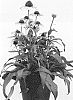 Echinacea%20hybrid%20%27Parrot%27