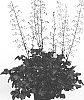 Heuchera%20hybrid%20%27IFHEBBR%27