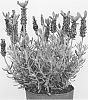 Lavandula%20stoechas%20%27Anouk%20Deluxe%20108%27