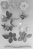 Rosa%20hybrida%20%27WEKpumpahor%27