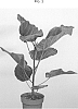 Ficus%20auriculata%20%27ESPE1803%27