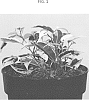 Ficus%20benjamina%20%27ESPE1703%27