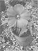 Hibiscus%20hybrid%20%28L.%29%20%2715734-1%20GR%27