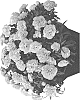 Dianthus%20L.%20%27Hilbechapell%27