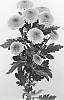 Chrysanthemum%20X%20morifolium%20%27DLFJAM3%27