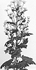 Chrysanthemum%20X%20morifolium%20%27DLFVIBE2%27