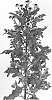 Chrysanthemum%20X%20morifolium%20%27DLFYIN2%27
