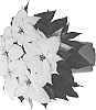 Euphorbia%20pulcherrima%20Willd.%20%27Duepowhiwon%27