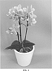 Phalaenopsis%20hybrid%20%27PHALFOMZYN%27
