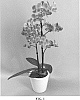 Phalaenopsis%20hybrid%20%27PHALFOTJ%27