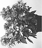 Phlox%20paniculata%20%27IFPHLFC%27