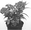 Phlox%20paniculata%20%27IFPHLFM%27