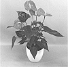 Anthurium%20andraeanum%20L.%20%27ANTHFESCID%27