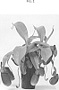 Nepenthes%20hybrid%20%27CANTNEPDCA%27
