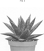 Haworthia%20limifolia%20x%20Gasteria%20sp.%20%27AMIHAW1811%27