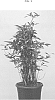 Dracaena%20surculosa%20%27CANTIK%27