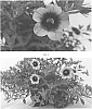 Calibrachoa%20hybrida%20%27CBRZ0033%27
