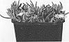 Delosperma%20nubigenum%20%27P15PY4%27