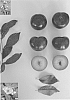 Prunus%20salicina%20%27Blackred%20VII%27