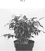 Ficus%20benjamina%20%27ESPE1702%27