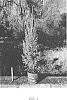 Juniperus%20virginiana%20var.%20silicicola%20%27CAN-SRC1%27
