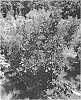 Cotinus%20coggygria%20%27SMCCDLP%27