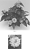 Lantana%20camara%20%27Baloomang%27