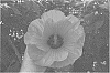 Hibiscus%20hybrid%20%28L.%29%20%2715353-2N%27