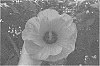 Hibiscus%20hybrid%20%28L.%29%20%2715353-2N%27