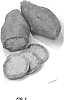 Ipomoea%20batatas%20%28L.%29%20Lam%20%27LA08-21P%27